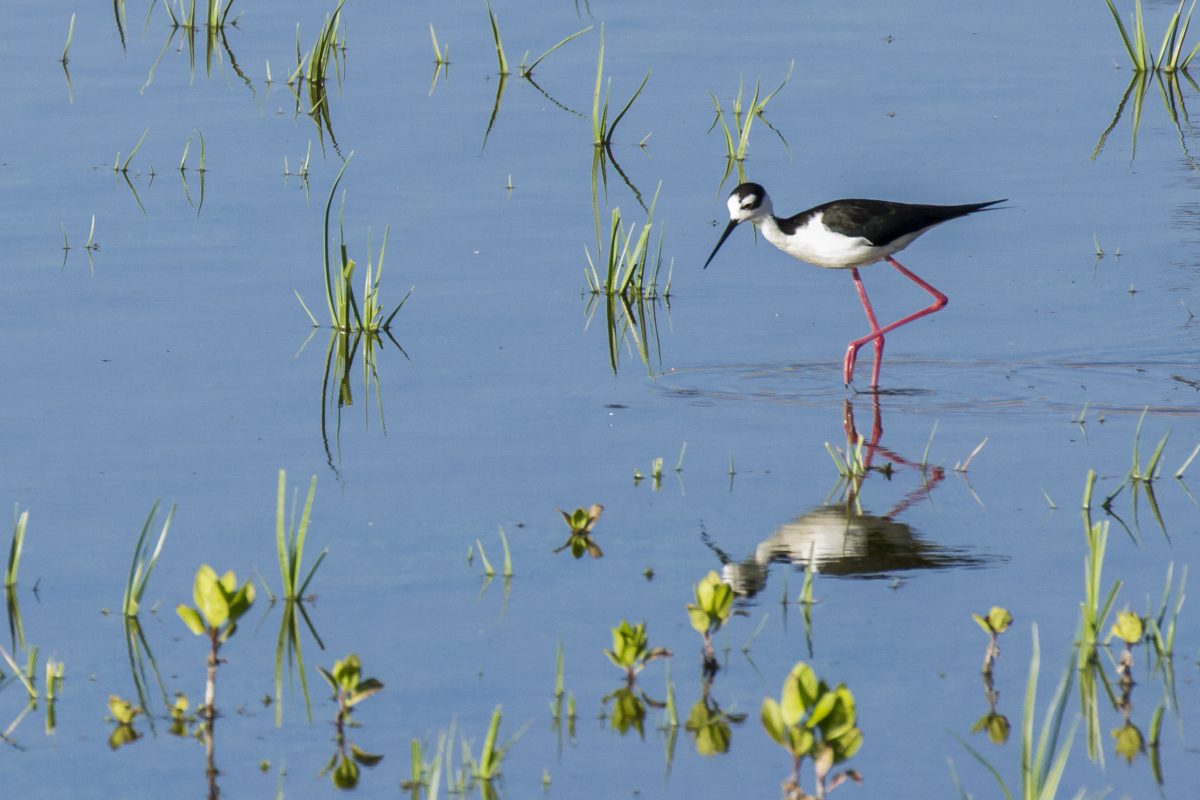 Bird stands in water in San Joaquin Marsh