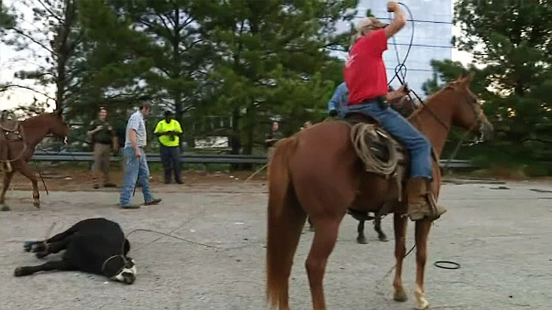 Georgia cowboys help round up cattle