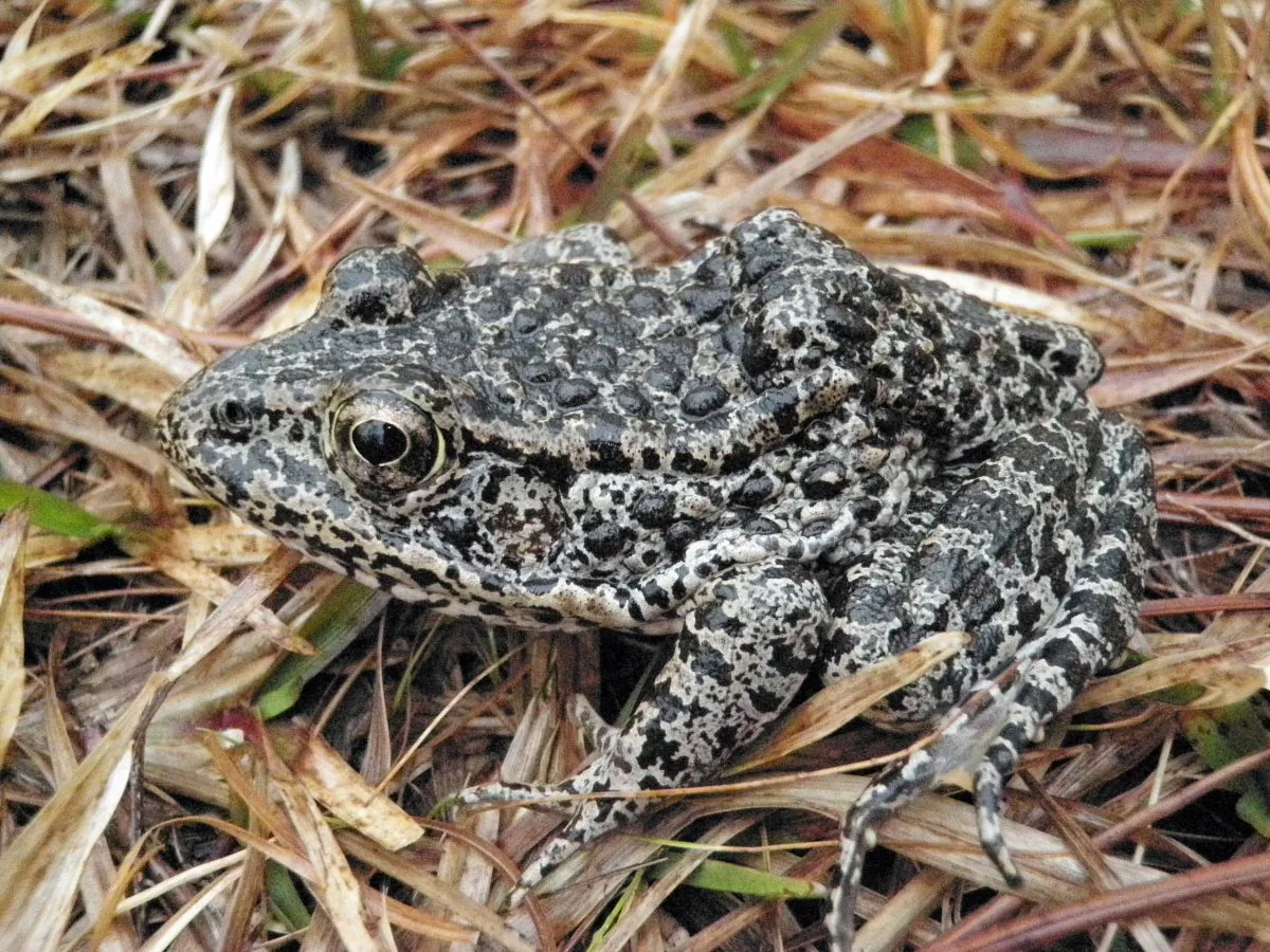 The Dusky Gopher Frog has an average length of about three inches and a stocky body with colors on its back that range from black to brown or gray and is covered with dark spots and warts. It is at the center of the Supreme Court case regarding the implementation of the Endangered Species Act. (Western Carolina University photo via Wikimedia Commons/ John A. Tupy)