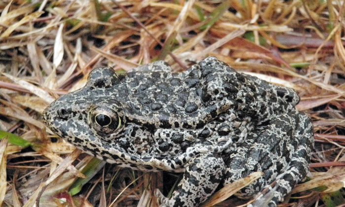The Dusky Gopher Frog has an average length of about three inches and a stocky body with colors on its back that range from black to brown or gray and is covered with dark spots and warts. It is at the center of the Supreme Court case regarding the implementation of the Endangered Species Act. (Western Carolina University photo via Wikimedia Commons/ John A. Tupy)