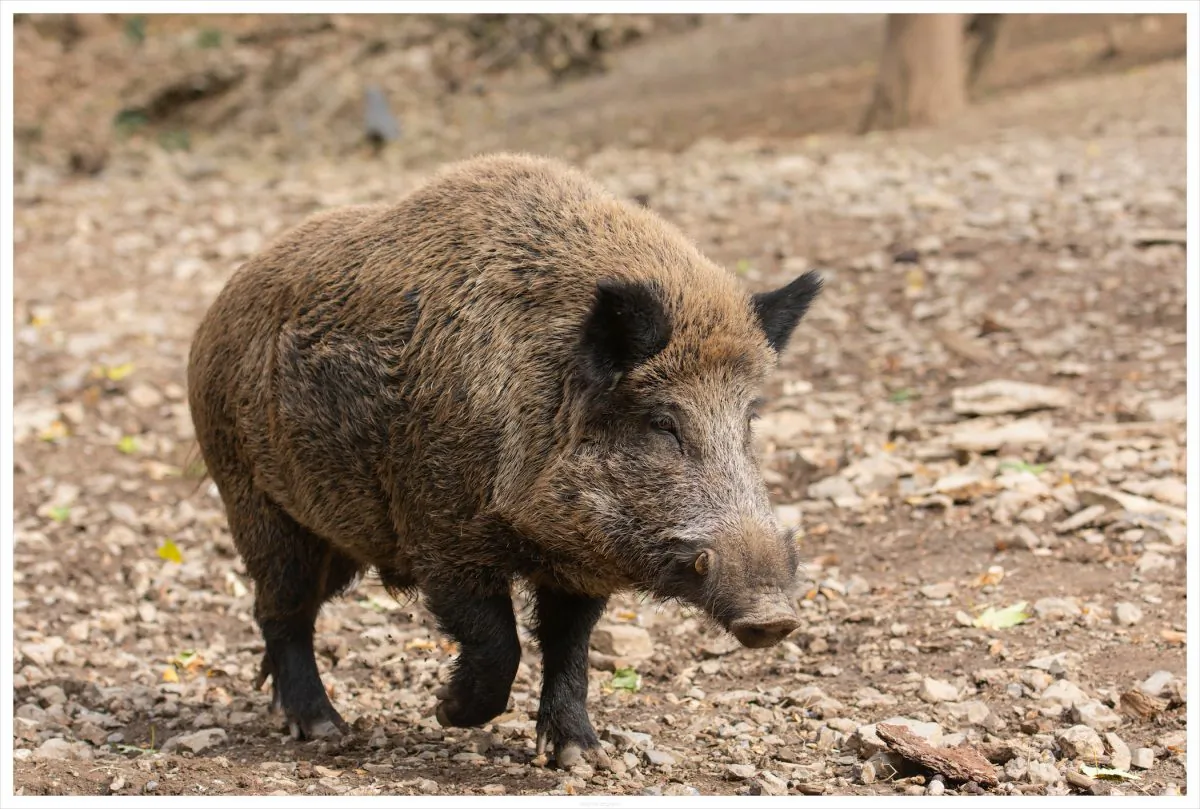 Sharpshooters are being sent into forests in southern Belgium to cull the boar population due to the outbreak of the African swine fever. (Wildpix productions/Shutterstock)