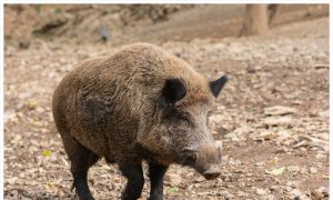 Belgium Calls in Army Snipers to Take Out Virus-Carrying Boars