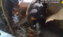 Bodycam Video: K-9 Takes Down Armed Robbery Suspect Who Ran