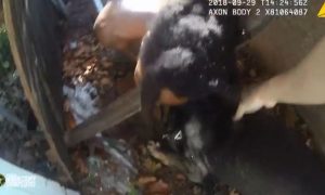 Bodycam Video: K-9 Takes Down Armed Robbery Suspect Who Ran