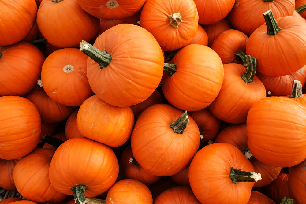 Come fall, pumpkins are ubiquitous. In the kitchen, their sweet, creamy flesh works well with a wide range of dishes and flavors. (Vewfinder/Shutterstock)
