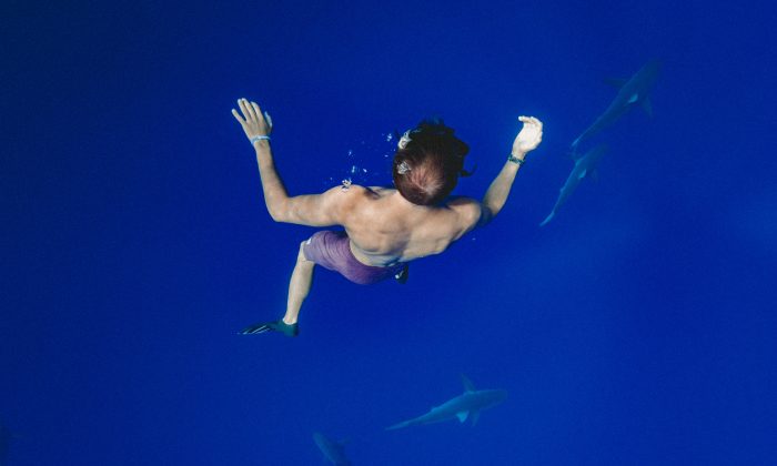 Sharks swim below as a man floats in the water. (Derek Owens/Unsplash)