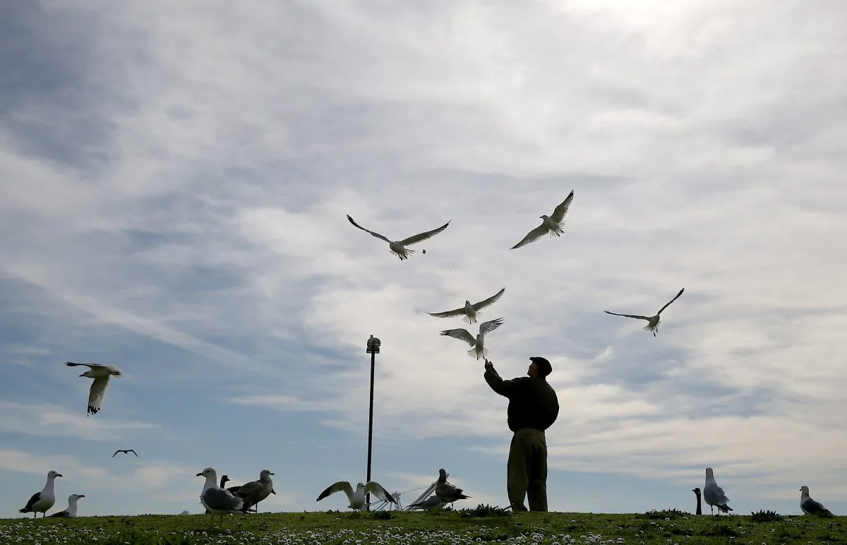 A man feeds seagulls at Port View Park in Oakland, California, on Feb. 11, 2015. (Justin Sullivan/Getty Images)