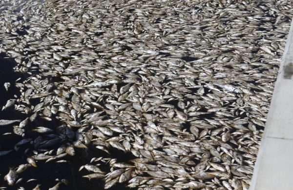 Dead fish float in water