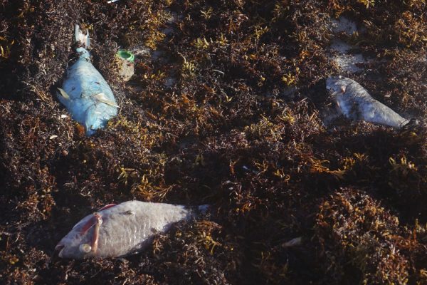 Dead fish