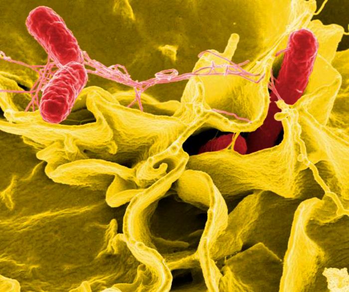 Salmonella attacking an immune cell