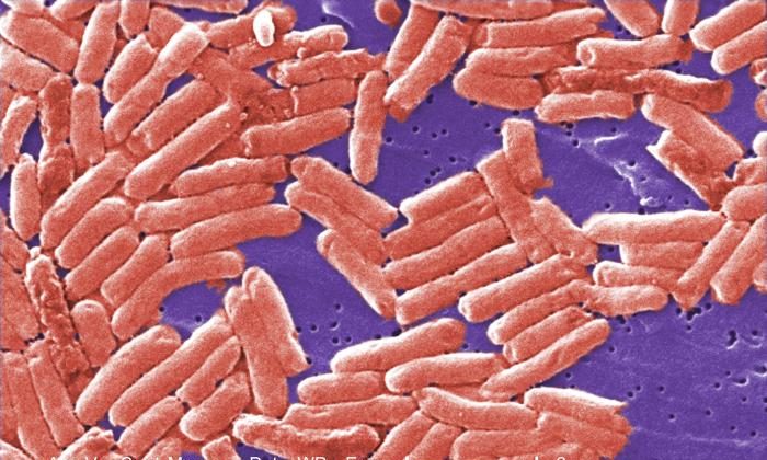 Gram-negative rod-shaped Salmonella bacteria. (Public Health Image Library (PHIL)/WikiDoc)