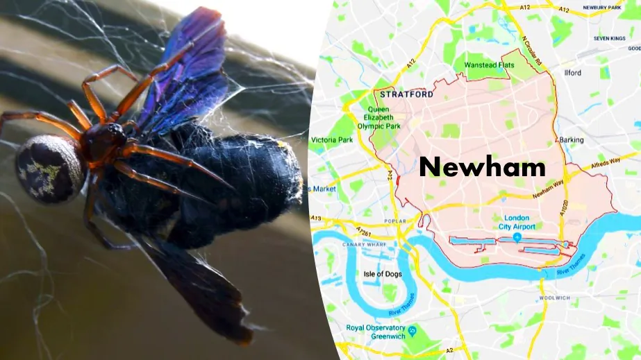Left: File photo of a false widow spider and its prey, taken in a garden in Toulouse, France, on Aug. 8, 2017. (Pascal Pavani/AFP/Getty Images). Right: The London Borough of Newham, where the spider infestation has caused school closures. (Google Maps)
