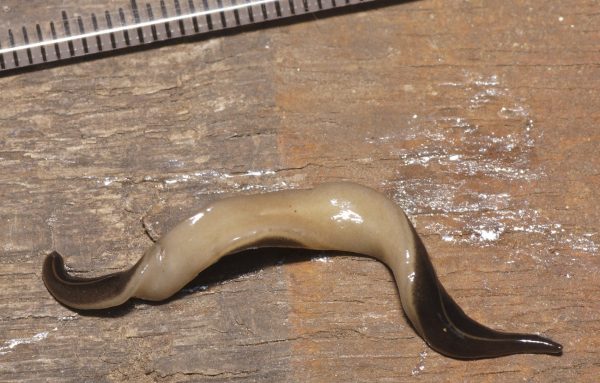 A partial bottom view of the flatworm