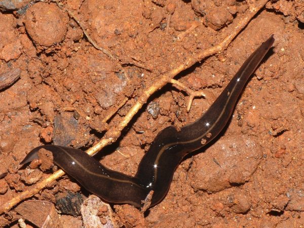Nuw Guinea flatworm in Japan