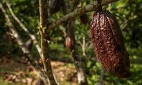 Ecuadorean Discovery Pushes Back the Origins of Chocolate