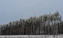 China’s Timber Demand Is Destroying Forests in Russia and Zambia