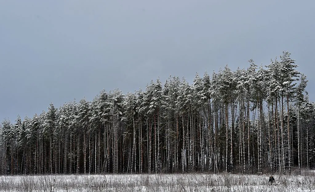 A woman walks past snow-covered trees in a forest near the village of Mesherskoye, which is about 70 km (about 43 miles) outside Moscow, on Feb. 1, 2016. (Yuri Kadobnov/AFP/Getty Images)