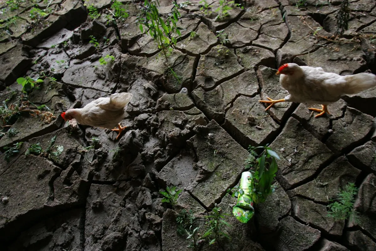 Chickens look for food in a cracked riverbed in Qijiang County, Chongqing City, on Aug. 26, 2006. (China Photos/Getty Images)