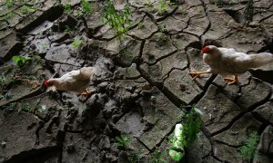 China Is Facing Food-Supply Crisis, Notable Challenges to Regime's Ambitions