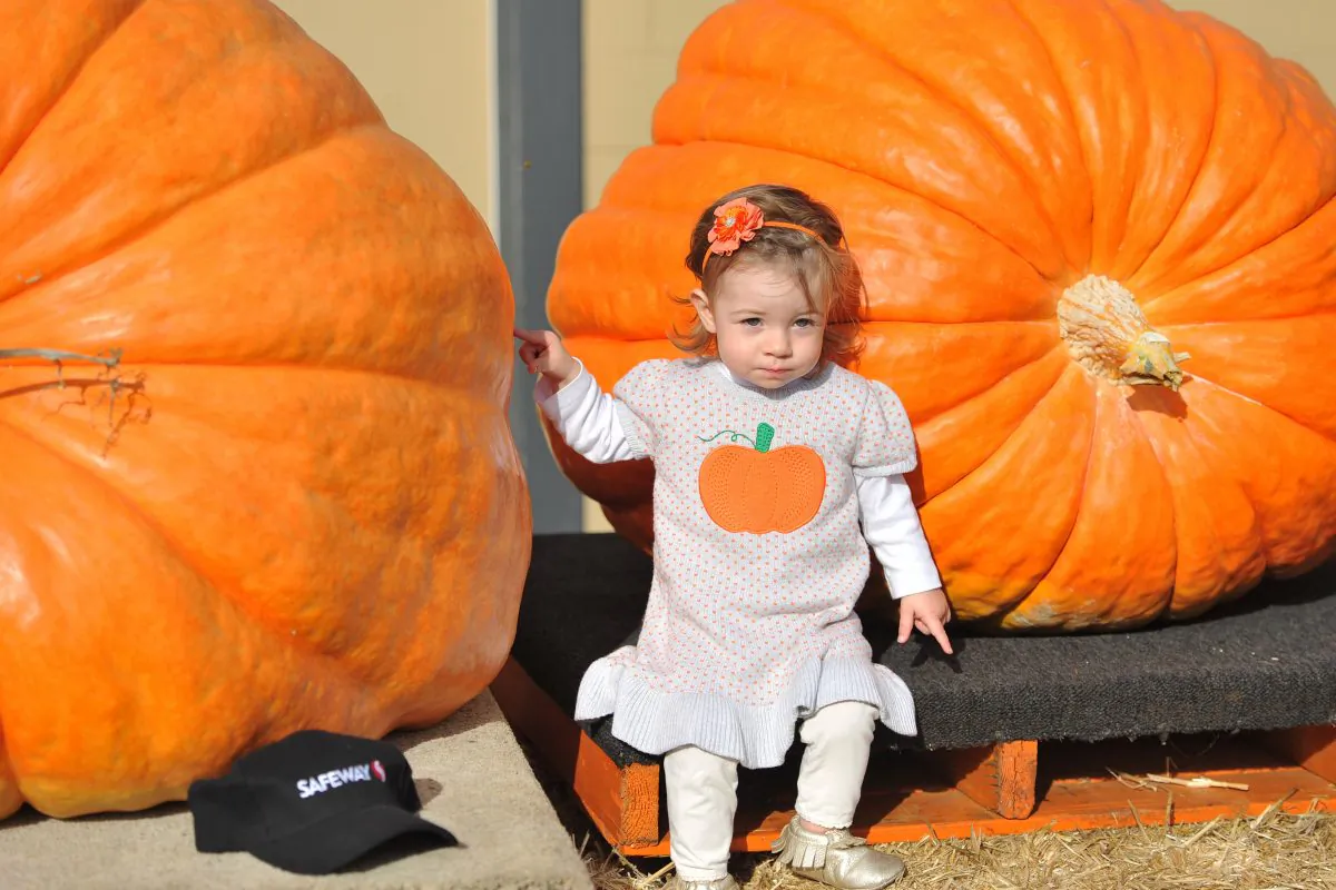 A young girl poses with giant pumpkins during the 42nd annual Safeway World Championship Pumpkin Weigh-Off Contest in the World Pumpkin Capital of Half Moon Bay, California, on Oct. 12, 2015. (Josh Edelson/Getty Images)