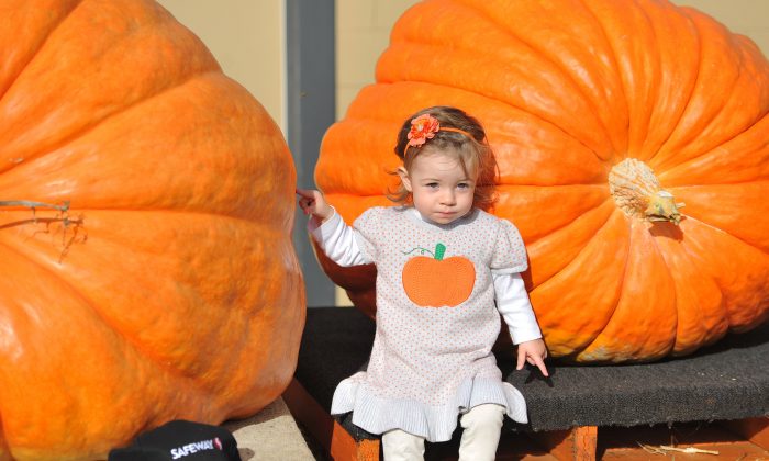 Oregon Man Wins 45th Annual Pumpkin Weigh Off In Half Moon Bay The Epoch Times 