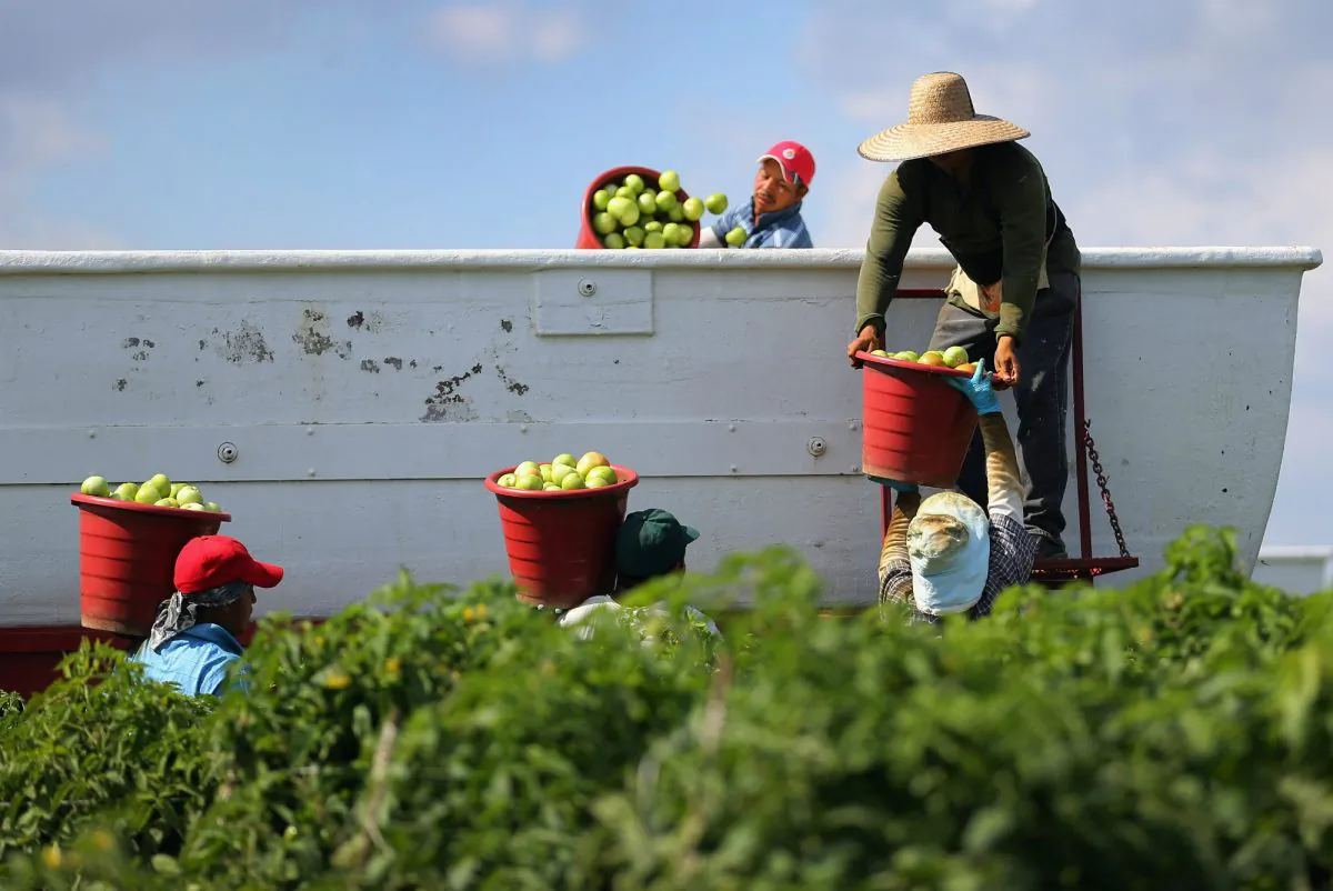 Workers fill a trailer with tomatoes as they harvest them Florida in 2013. (Joe Raedle/Getty Images)