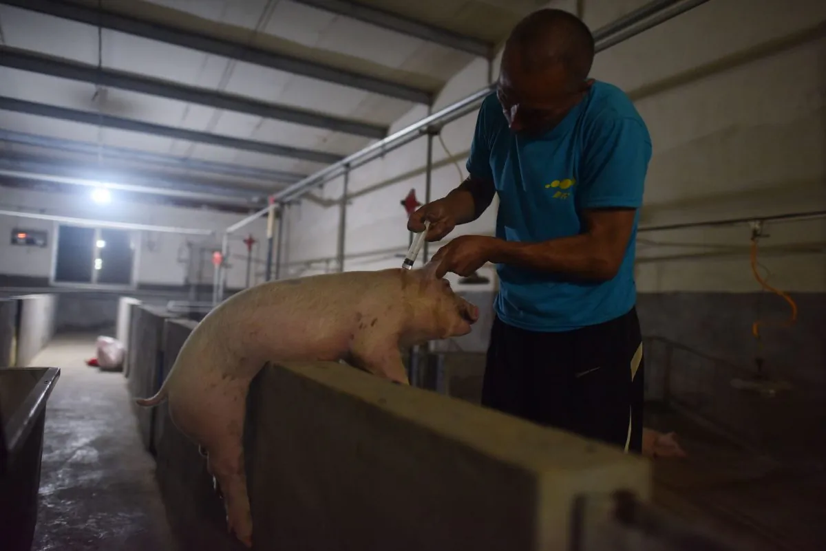 This photo taken on  shows a worker vaccinates a pig at a pig farm in Yiyang county, in China's central Henan Province on Aug. 10, 2018. (GREG BAKER/AFP/Getty Images)