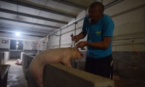China’s Soybean Shortage May Leave Millions of Pigs to Go Hungry