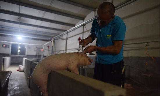 China’s Soybean Shortage May Leave Millions of Pigs to Go Hungry