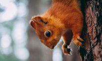 Woman Pushed from Flight Over ‘Emotional Support Squirrel’