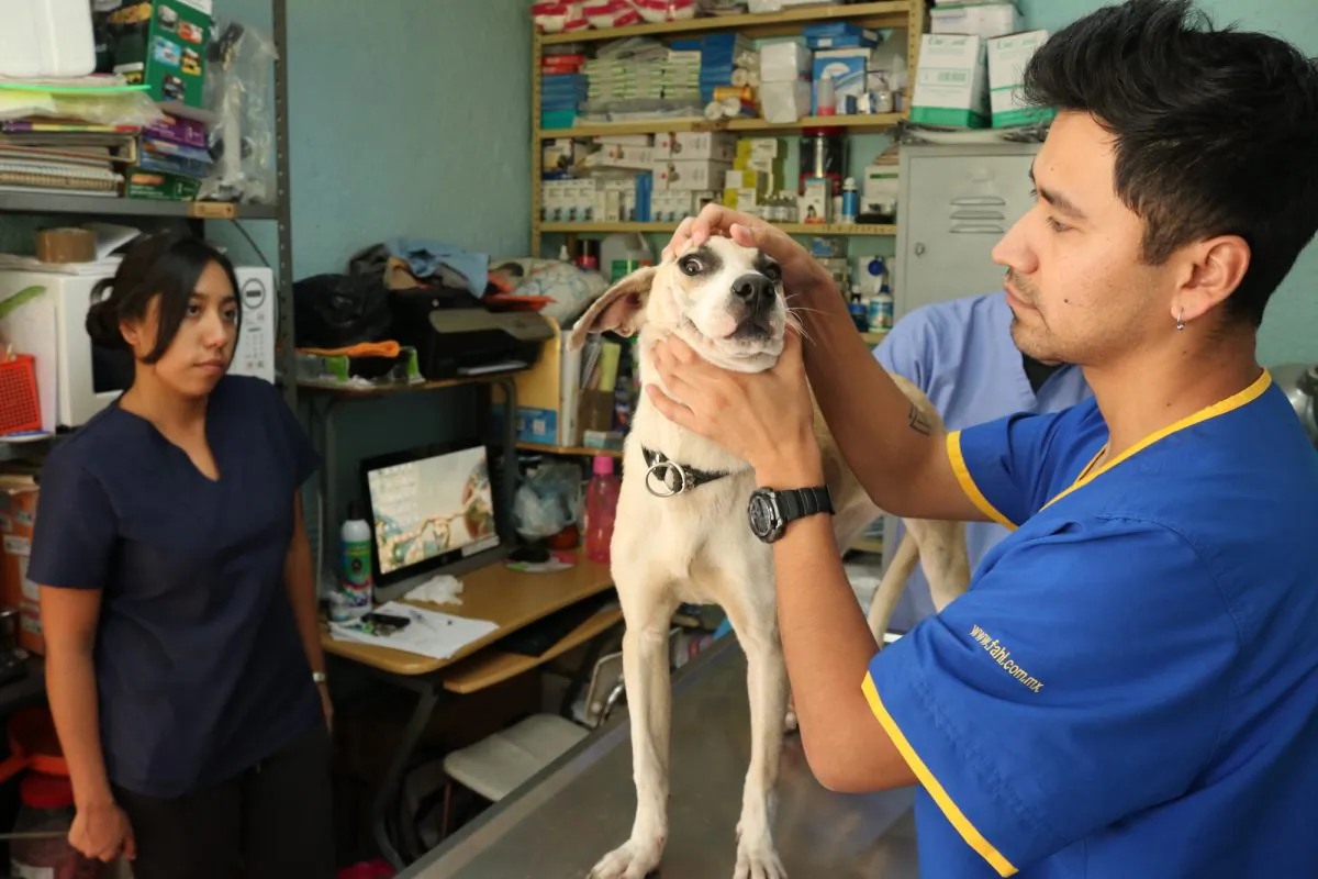 Veterinarian Jose Carlos Hernandez Trejo examines a rescued stray dog, Angie, at the Clinica Veterinaria Delegacional in Venustiano Carranza, Mexico City, Mexico, on Oct. 10, 2018. (Tim MacFarlan/Special to The Epoch Times)