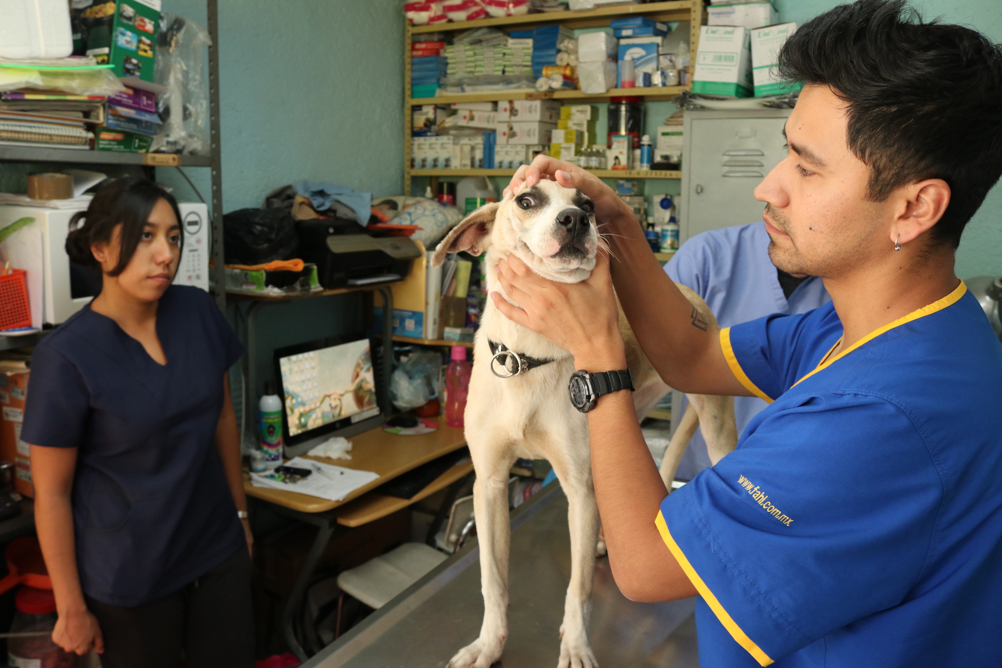 How Many Stray Dogs Are In Mexico