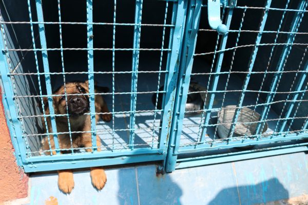 A rescued dog at the Clinica Veterinaria Delegacional in Venustiano Carranza, Mexico City.