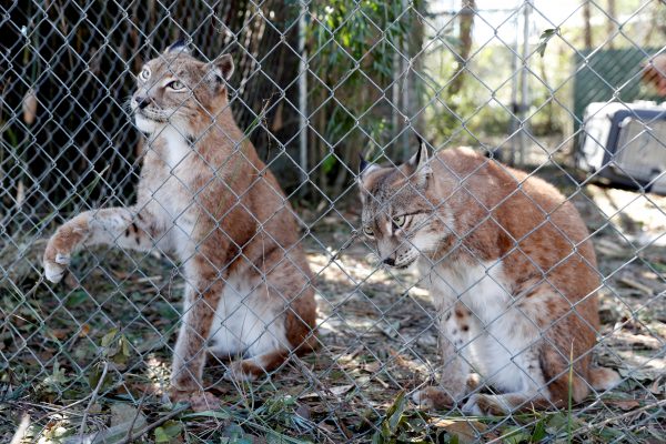 Two Siberian lynx sit in their cage