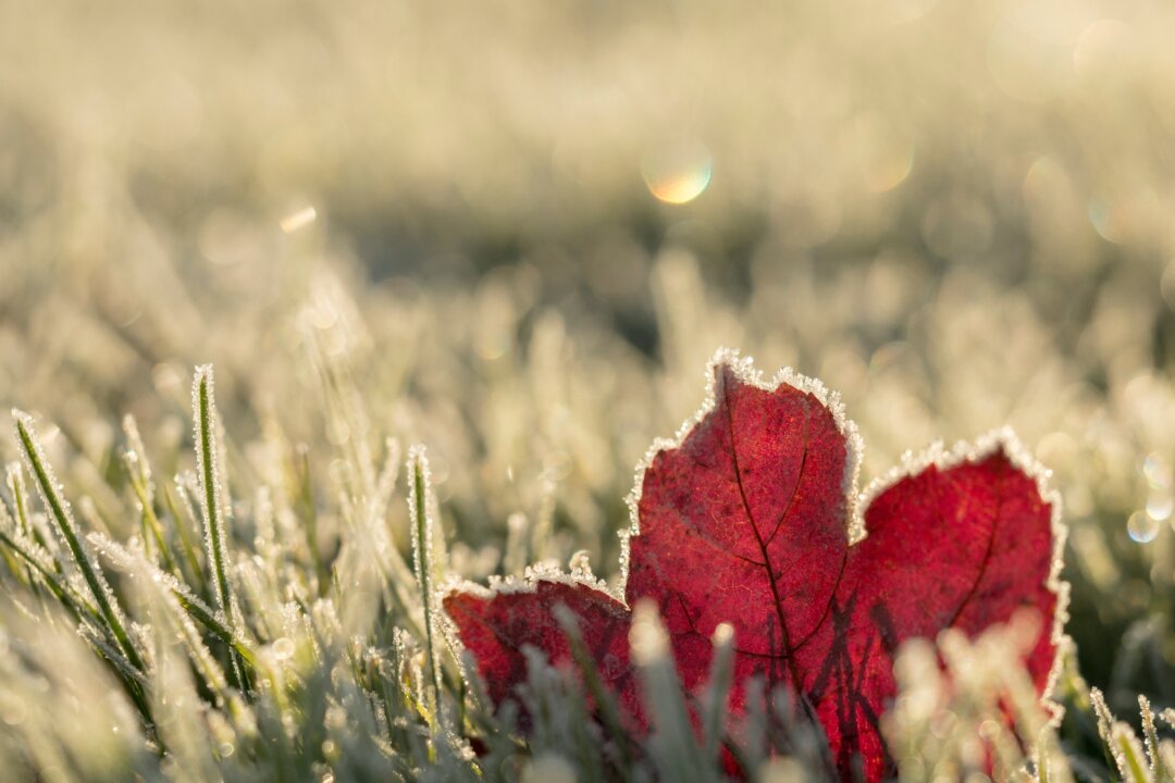 The first frost brings a lot of damage to the tender species of the plant kingdom, but for those that are hardy, a frost is actually beneficial. (Aaron Burden/Unsplash)