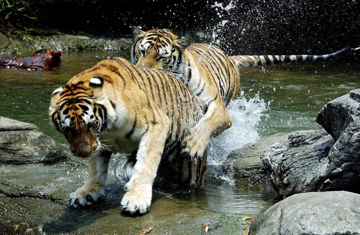 Two Bengal Tigers play in the water at Taipei City in this file photo. The Bengal tiger exists in the highest numbers in the mangrove forests of the Sundarbans in Eastern India and Bangladesh. They can also be found in other areas of India as well as some parts of Nepal and Burma. (Sam Yeh/AFP/Getty Images)