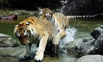 Big Cat Makes a Comeback in Nepal, But Challenges Remain