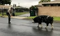 Police Reached for Doritos to Lure Lost Pig Home