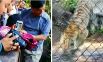 Video: Man Climbs Over Tiger Barrier at Oakland Zoo, Officials Release Warning