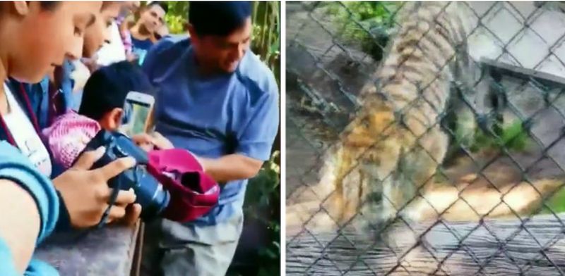 man goes into tiger zoo cage