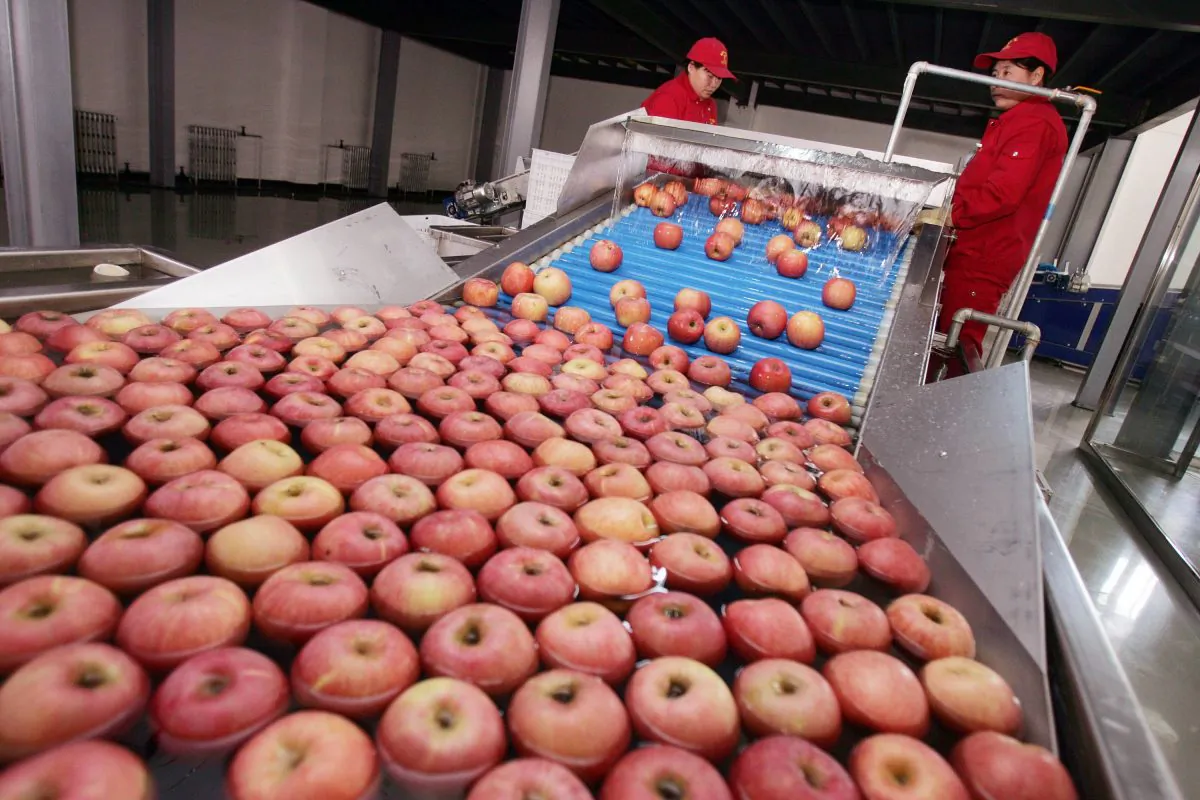 Workers labour on a production line in a fruit distribution center on December 28, 2006 in the outskirts of Beijing, China. (China Photos/Getty Images)