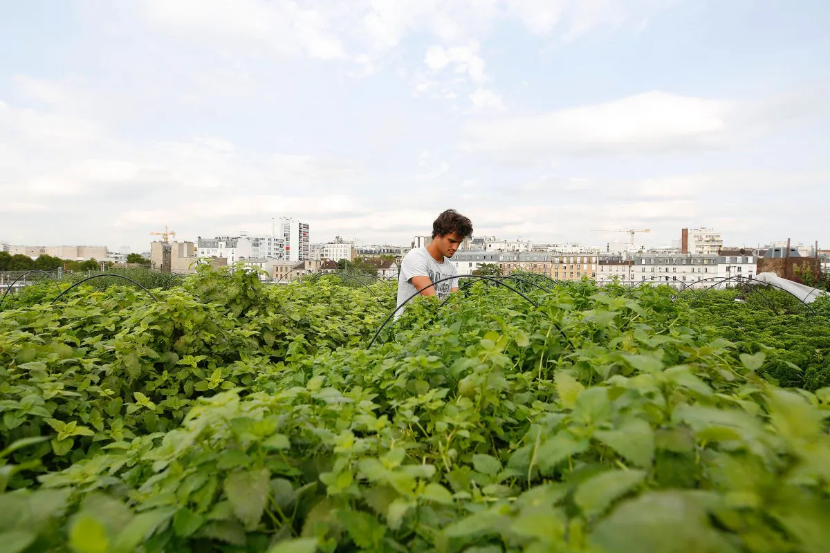 An employee of urban farming startup Aeromate checks on vegetables and aromatic herbs growing on the rooftop of a building owned by French public transport group RATP as part of a rooftop farming project in Paris, on Aug. 24, 2017. (Benjamin Cremel/AFP/Getty Images)