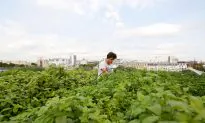 Paris Leads the Way in France’s Growing Urban Farming Industry