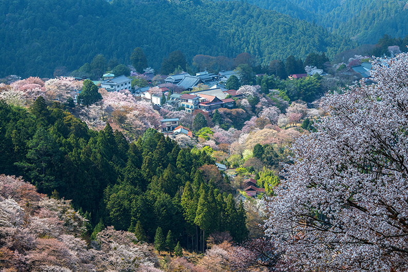 Cherry blossoms bloom on hillsides near Mount Yoshino