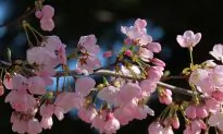 Japan’s Cherry Blossoms Burst Forth Months Too Early