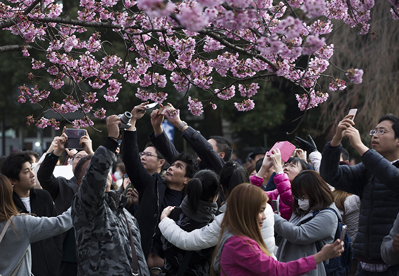 People take photographs of a cherry tree in bloom