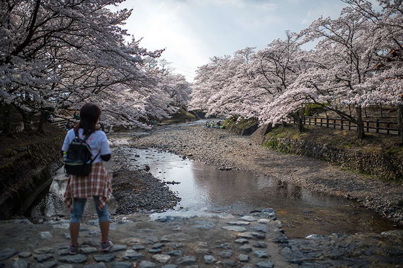 A woman looks towards cherry blossom trees
