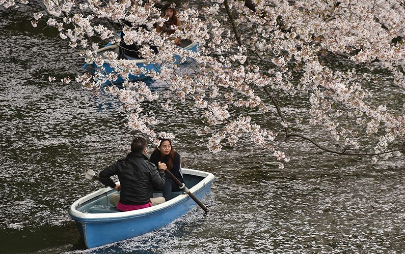 A couple in a rowboat admires blooming cherry blossoms
