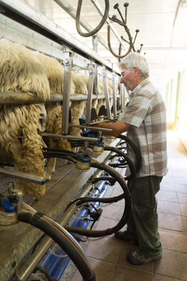 Lorenzo Villiani milks his sheep on his farm in Manciano Tuscany
