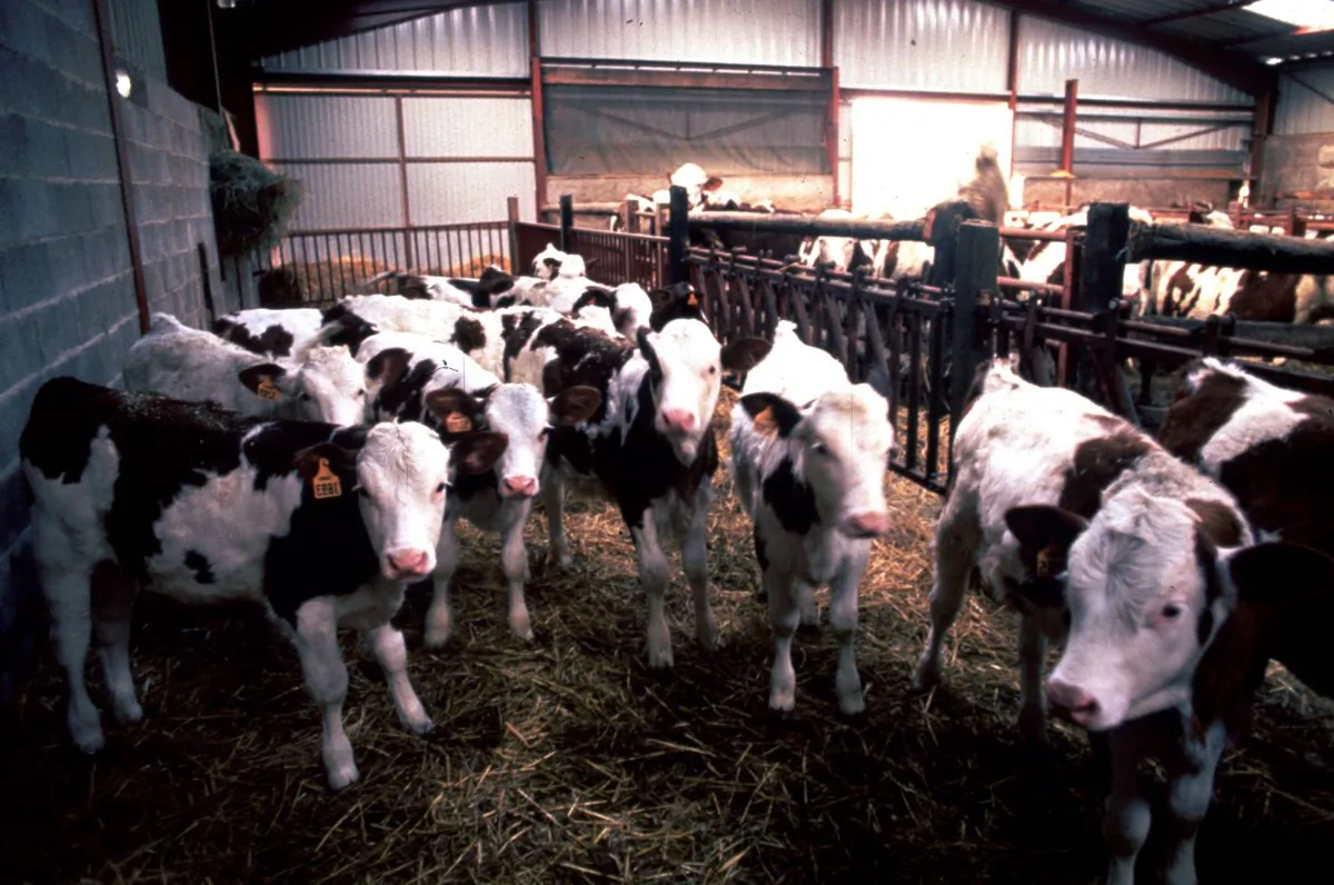 Cows suspected to have the BSE virus (commonly known as mad cow disease) stand in a corral at a cow ranch in England, March 1, 1996. (Liaison/Getty Images)